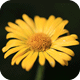 Arnica